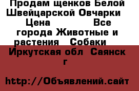 Продам щенков Белой Швейцарской Овчарки  › Цена ­ 20 000 - Все города Животные и растения » Собаки   . Иркутская обл.,Саянск г.